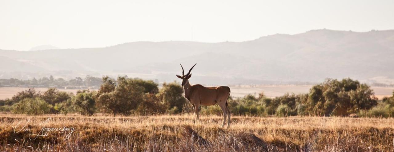 Denneboom Vineyards&Wildlife Lägenhet Paarl Exteriör bild
